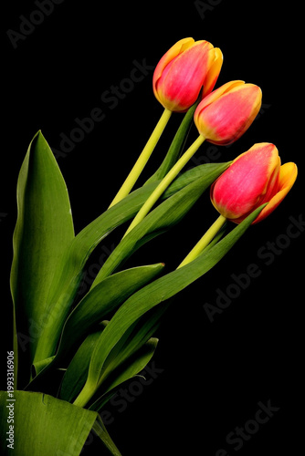 Tulips Macro