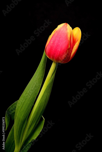 Tulips Macro