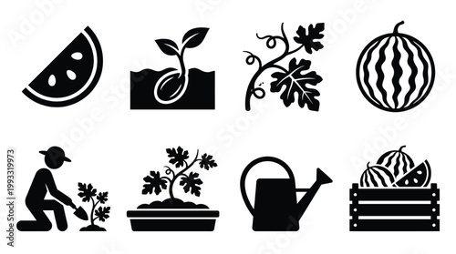 Vector icons depicting watermelon farming, growth, and harvest. Ideal for agriculture, gardening, food, or healthy lifestyle designs.