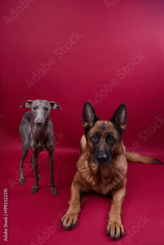 portrait of a two dogs on a red background