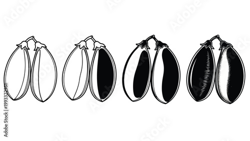 Illustrations of eggplant seeds at various stages of development and ripeness Vector