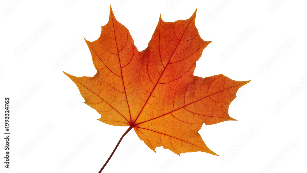Obraz premium Vibrant orange Maple Leaf with prominent veins and stem