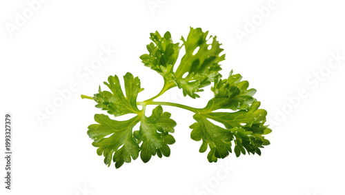 Fotografija Fresh Green Curly Parsley Sprig with Delicate Leaves and Stems