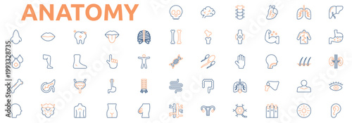 Anatomy icon set color outline style with skull, brain, spine, heart, lungs, liver, stomach, kidney, eye, ear, nose, mouth, tooth, tongue icons