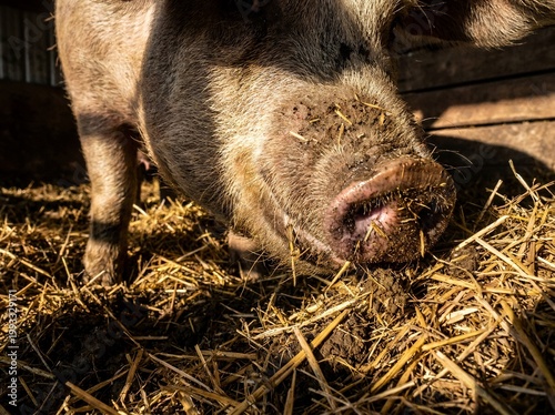 Close-up of a domestic pig foraging in a bed of straw illuminated by natural sunlight on a farm.