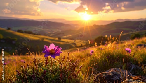 Vibrant sunset over rolling hills with flourishing purple flowers in the foreground