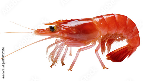 Fotografía Raw Red Shrimp with Long Antennae and Delicate Legs