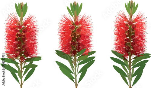 Three realistic red bottlebrush callistemon flowers with green leaves on stem isolated on white background Australian native plant vector illustration set
