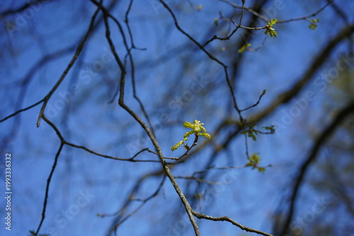 Konstfotografi Erster Austrieb einer Stieleiche mit kleinen Blättern vor blauem Himmel