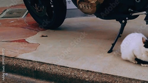 バイクの隣で寄り添い休む2匹の猫