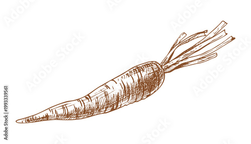 Carrot vegetable with trimmed tops illustration drawn by hand in engraving style. Graphic line art sketch showing raw root crop as healthy ingredient for cooking. Natural farm food design element.