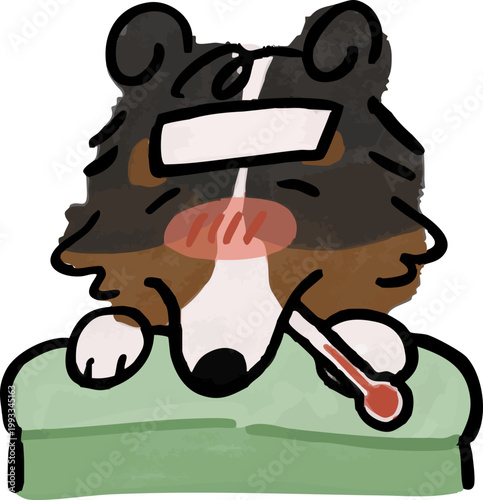 아픈 셀티 강아지 셰틀랜드쉽독