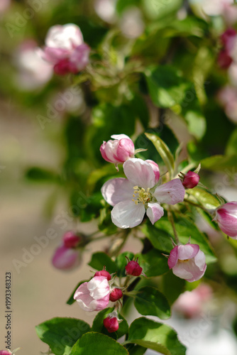 Foto Delicate blossom of the apple fruit tree