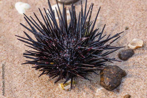 Black sea urchin with sharp spines resting on sandy beach near seashells and rocks