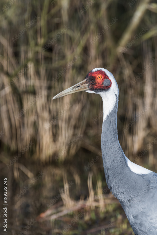 Fototapeta premium Close-up Portrait of a White-naped Crane with Distinctive Red Eye Patch and Elegant Plumage 