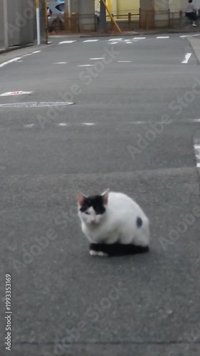 道路の中央で静かに佇む白黒の猫