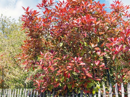 Εκτύπωση καμβά (Photinia × fraseri) Photinia de Fraser 'Red Robin'