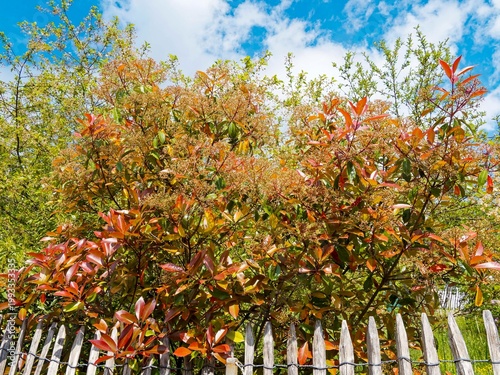 Φωτογραφία (Photinia × fraseri) Photinia de Fraser 'Red Robin', arbuste de haie aux feuille