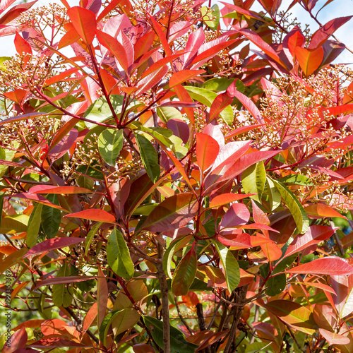 Φωτογραφία (Photinia × fraseri) Photinia de Fraser 'Red Robin'