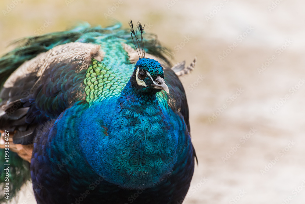 Obraz premium Close-up of Colorful Peacock Feathers with Vibrant Eye Pattern and Shimmering Texture 