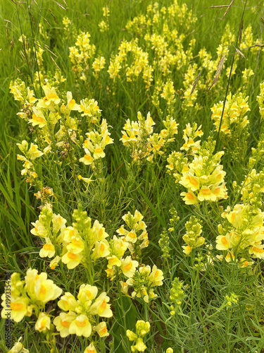 Close up of Butter and Eggs Linaria vulgaris yellow and orange, names are common toadflax, wildflower blossoms growing in summer