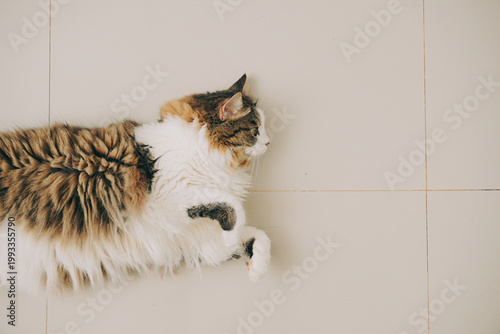 A beautiful longhaired cat with brown and white fur lies on a beige tiled floor looking relaxed and calm