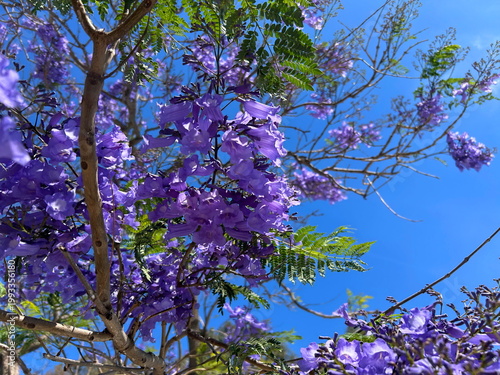 Jacaranda branch. Spring in Australia. Purple blossoms.