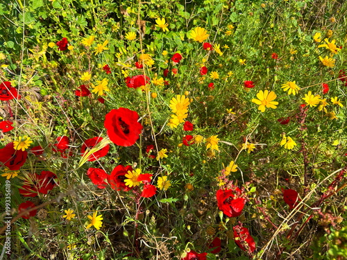 Wildflowers. Poppies and yellow flowers, a red and yellow carpet of spring flowers.