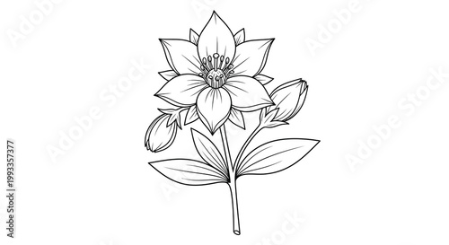 A detailed black and white illustration depicts a single flowering plant with multiple buds and leaves high quality