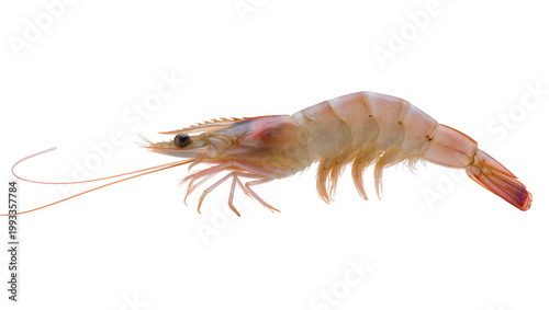 Pink raw shrimp with long antennae and orange legs
