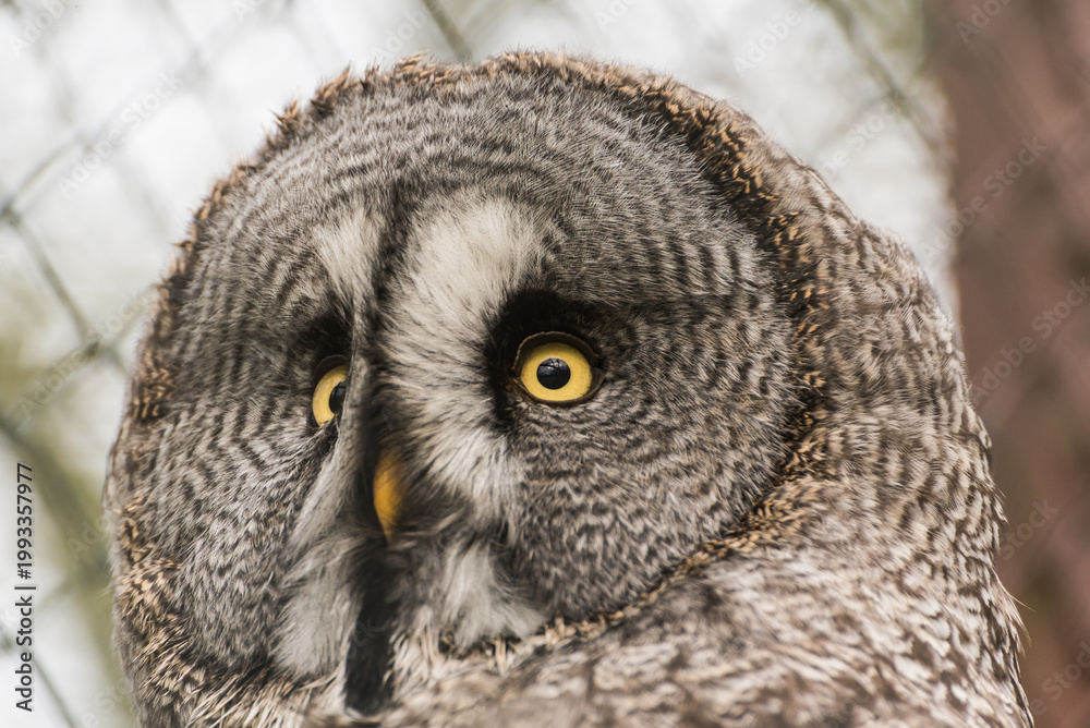 Fototapeta premium Extreme Close-up Portrait of a Great Grey Owl with Piercing Yellow Eyes 