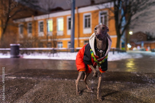 Small grey dog is standing on a wet road at night