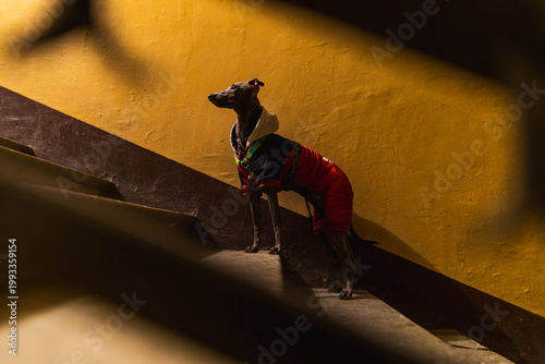 Little grey dog in a doorway