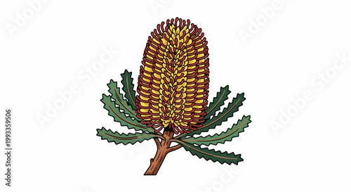 Illustration of a striking Banksia flower with spiky green leaves and a brown stem