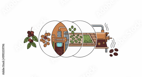 Illustration of the coffee bean processing stages, from plant to roasting machine
