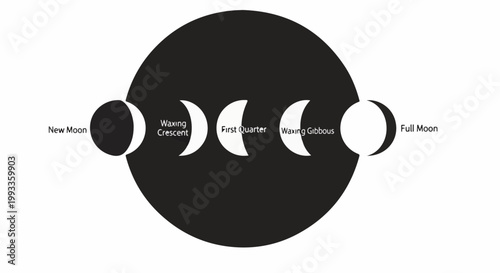 Illustration showing the phases of the moon from New Moon to Full Moon against a dark circular background
