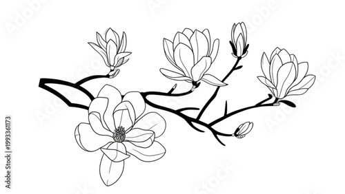 Delicate ink sketch of a branch adorned with clusters of blooming flowers and delicate buds against a stark white backdrop Vector