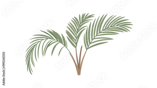 A delicate palm frond with long, arching leaves featuring intricate vein patterns and a slender, central stem Vector