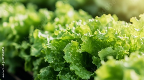 Fresh lettuce growing in a farm field under sunlight during the day