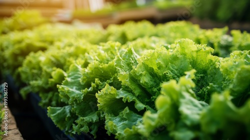 Lettuce growing in a garden during daylight with sunlight shining on the green leaves and rows of plants