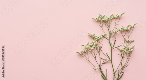 Minimal floral composition with delicate white flowers on soft pastel pink background, creating elegant negative space for modern design, greeting cards and branding

