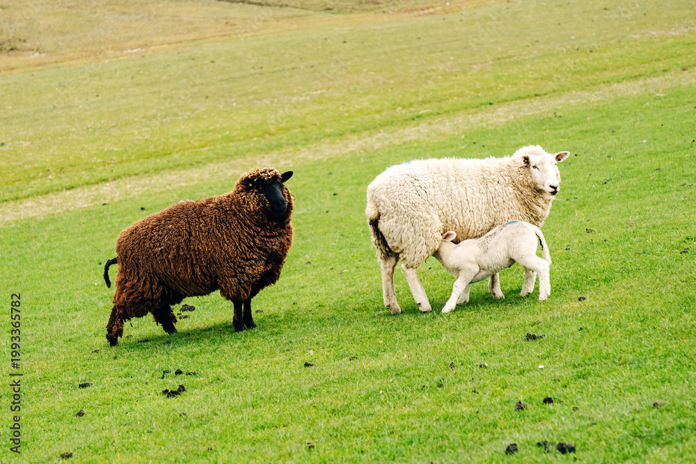 Fototapeta premium Peaceful Flock of Sheep Grazing on a Coastal Dike, Spring Pasture with Vibrant Green Grass in Natural Daylight