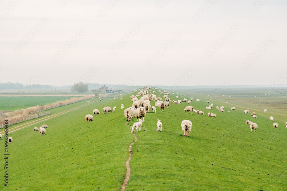 Obraz premium Peaceful Flock of Sheep Grazing on a Coastal Dike, Spring Pasture with Vibrant Green Grass in Natural Daylight