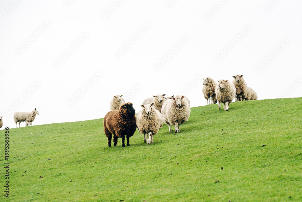 Fototapeta premium Peaceful Flock of Sheep Grazing on a Coastal Dike, Spring Pasture with Vibrant Green Grass in Natural Daylight