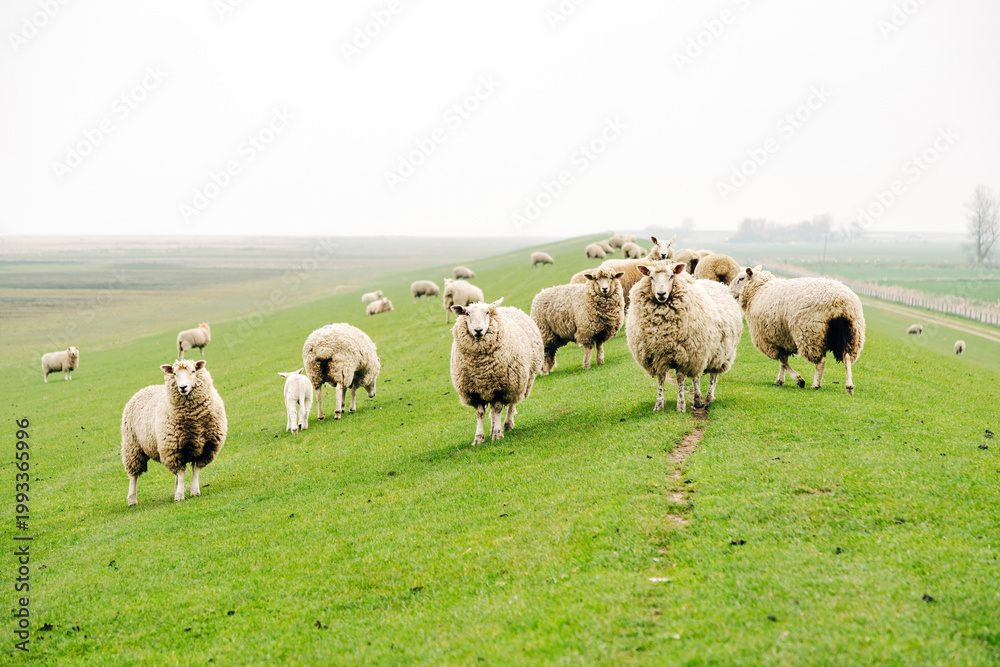 Obraz premium Peaceful Flock of Sheep Grazing on a Coastal Dike, Spring Pasture with Vibrant Green Grass in Natural Daylight