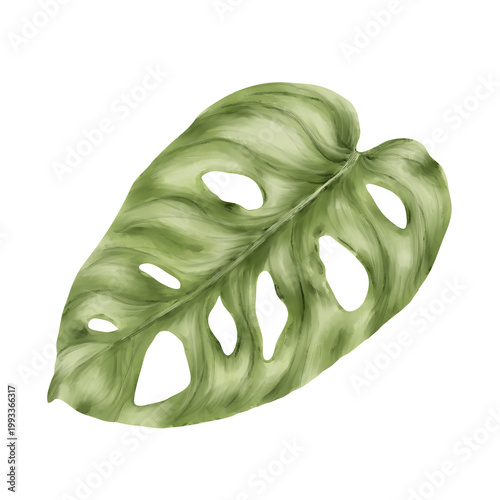 Monstera sheet, hand-drawn. Watercolor illustration. A tropical plant is isolated on a white background. Lush green jungle foliage. Not AI