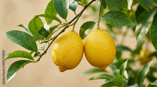 lemon on tree