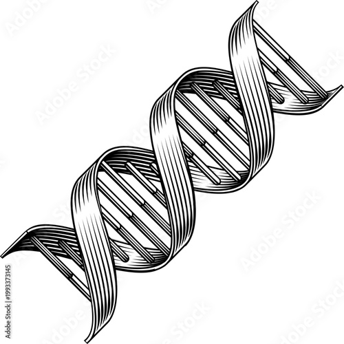 A DNA double helix strand spiral medical symbol design illustration in a vintage woodcut engraved etching style.