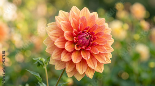 orange dahlia flower