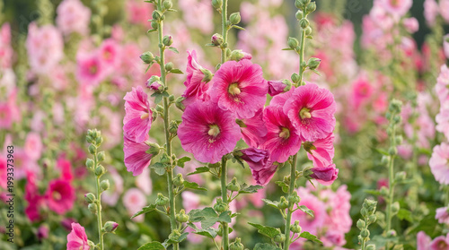 flower, garden, blossom, summer, color, floral, close-up, petal, season, flora, beauty, bloom, plant, pink, nature, flowers, purple, closeup, blooming, beautiful, leaf, botany, macro, spring